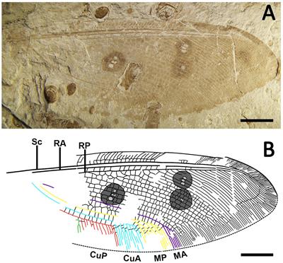 A New Jurassic Kempynine Species With Notes on Historical Distributions of Kempyninae Integrated Both Fossil and Extant Taxa (Neuroptera: Osmylidae)